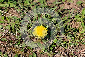 Dandelion or Taraxacum tap-rooted perennial plant with small bright yellow flowers collected into floret growing in home garden