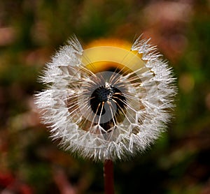 Dandelion; taraxacum; [ç”µå½±] Tumbleweeds