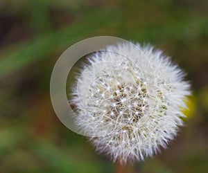 Dandelion with Textspace