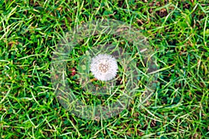 Dandelion Top View