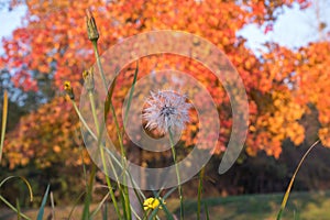 Dandelion and tree with yellow leaves and blue sky