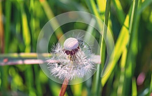 Dandelion that turned into a round ball of silver tufted fruits that will disperse in the wind