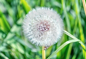 Dandelion that turned into a round ball of silver tufted fruits that will disperse in the wind