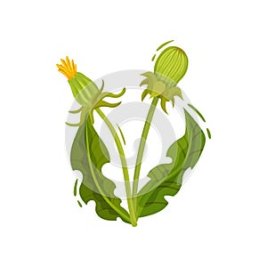 Dandelion with two closed heads and green leaves. Summer plant. Wild flower. Nature theme. Flat vector design