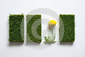Dandelion between two grass blocks