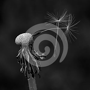 Dandelion with two last seeds
