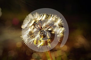 Dandelion under the Morning Sun