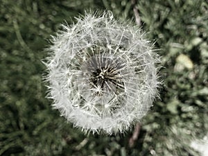 Dandelion
