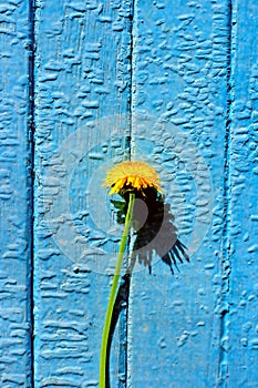 Dandelion by wall