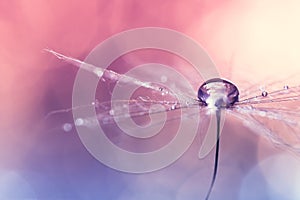 Dandelion with water drop on pink blue background with bokeh. Beautiful macro of the dandelion.