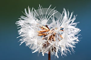 Dandelion with water droplets