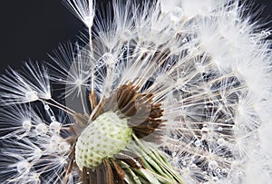 Dandelion with water splashes on a summer day