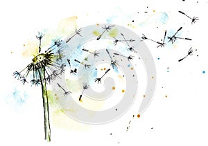 Dandelion in watercolor