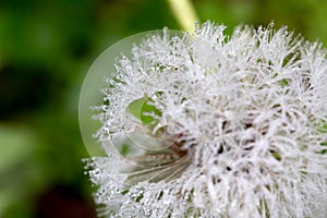 Dandelion with waterdrops