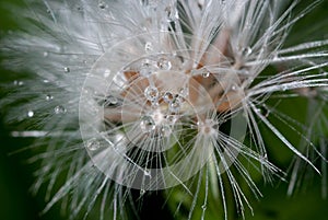 Dandelion with waterdrops