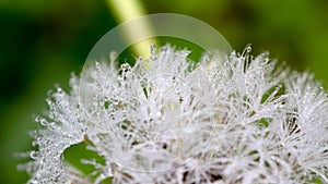 Dandelion with waterdrops