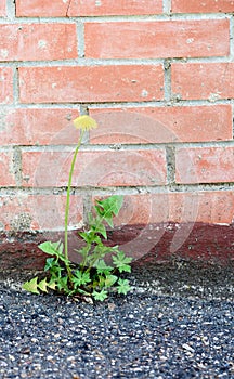 Dandelion Weed Growing Concrete Wall