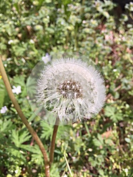 Dandelion weed with intact seed pods