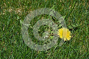 Dandelion weed in lawn