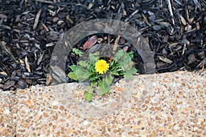 Dandelion weed in a lawn