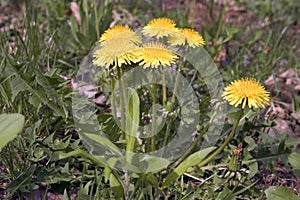 Dandelion Weeds photo
