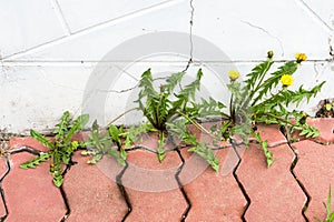 Dandelion weeds sprout on joints of brick paving and house wall