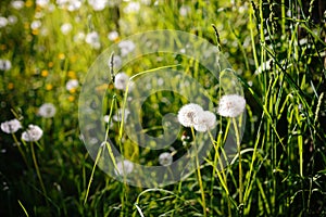 Dandelion in wet green grass with dew lawn backround