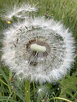 a dandelion from which the seeds flew