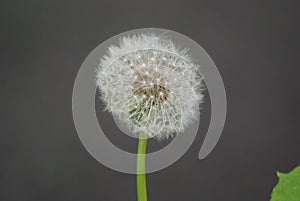 Dandelion in whispy full bloom at springtime