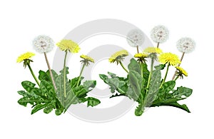 Dandelion on white