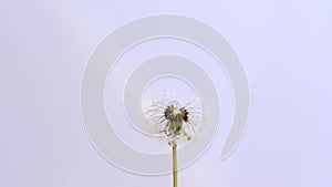 Dandelion white ball seed blown away by wind