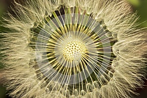 Dandelion white blowball seeds - taraxacum asteraceae