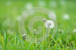 Dandelion. White dandelion growing on green grass. Summer or spring nature beautiful background