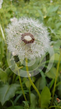 Dandelion white fluffy globes of seed being ready to be blown in the spring wind