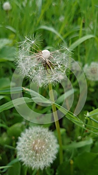 Dandelion white fluffy globes of seed being ready to be blown in the spring wind