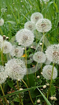 Dandelion white fluffy globes of seed being ready to be blown in the spring wind
