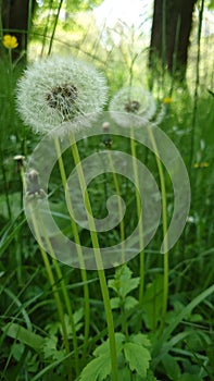 Dandelion white fluffy globes of seed being ready to be blown in the spring wind