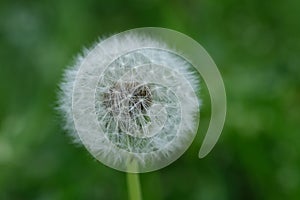 Dandelion white head. Close up macro image of dandelion seed heads with delicate lace-like patterns. Detail shot of a