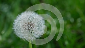 Dandelion white head. Close up macro image of dandelion seed heads with delicate lace-like patterns. Detail shot of a