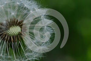 Dandelion white head. Close up macro image of dandelion seed heads with delicate lace-like patterns. Detail shot of a