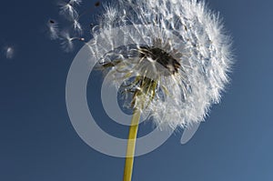 Pusteblume