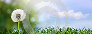 Dandelion with white seeds among grass on blue sky background with cloud. Spring background, panorama_