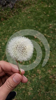 Dandelion photo