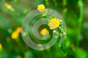 Dandelion wild flower. Flowering meadow flower. Close-up of a small yellow wildflower. Medicinal homeopathic plants. Selective