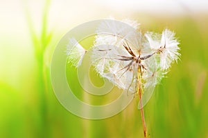 Dandelion In The Wind