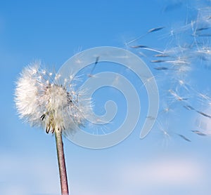 Dandelion wind