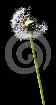 Dandelion in the wind