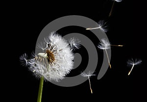 Dandelion in the wind