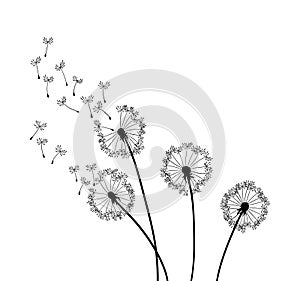 Dandelion wind blow background. Black silhouette with flying dandelion buds on a white. Abstract flying seeds