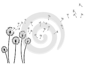 Dandelion wind blow background. Black silhouette with flying dandelion buds on white. Abstract flying seeds. Decorative